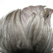 ������� ���� Hen feathers  �����